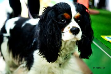 Negozio Animali...Amo - cane in esposizione